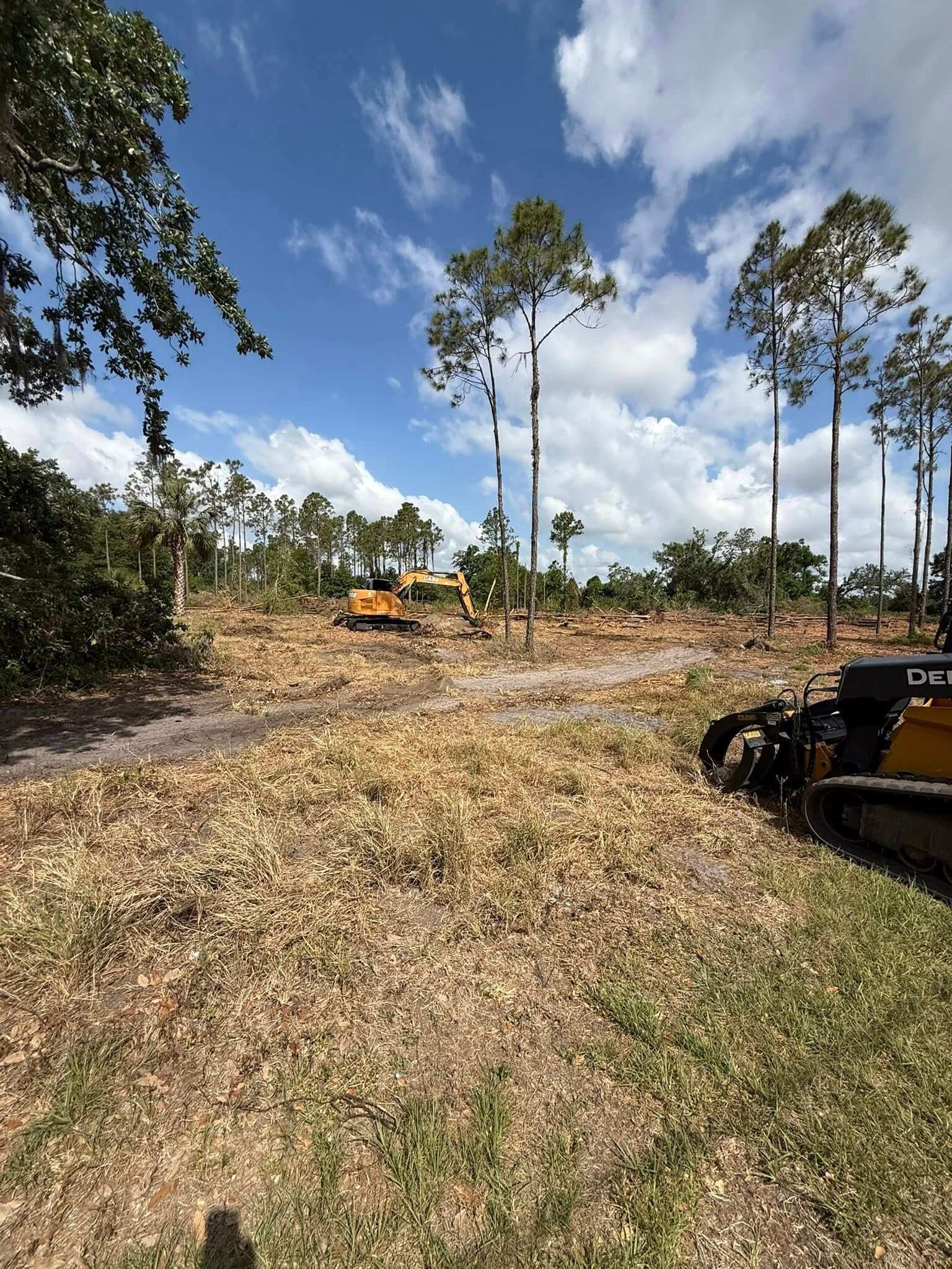Pine forest being cleared with mulching equipment