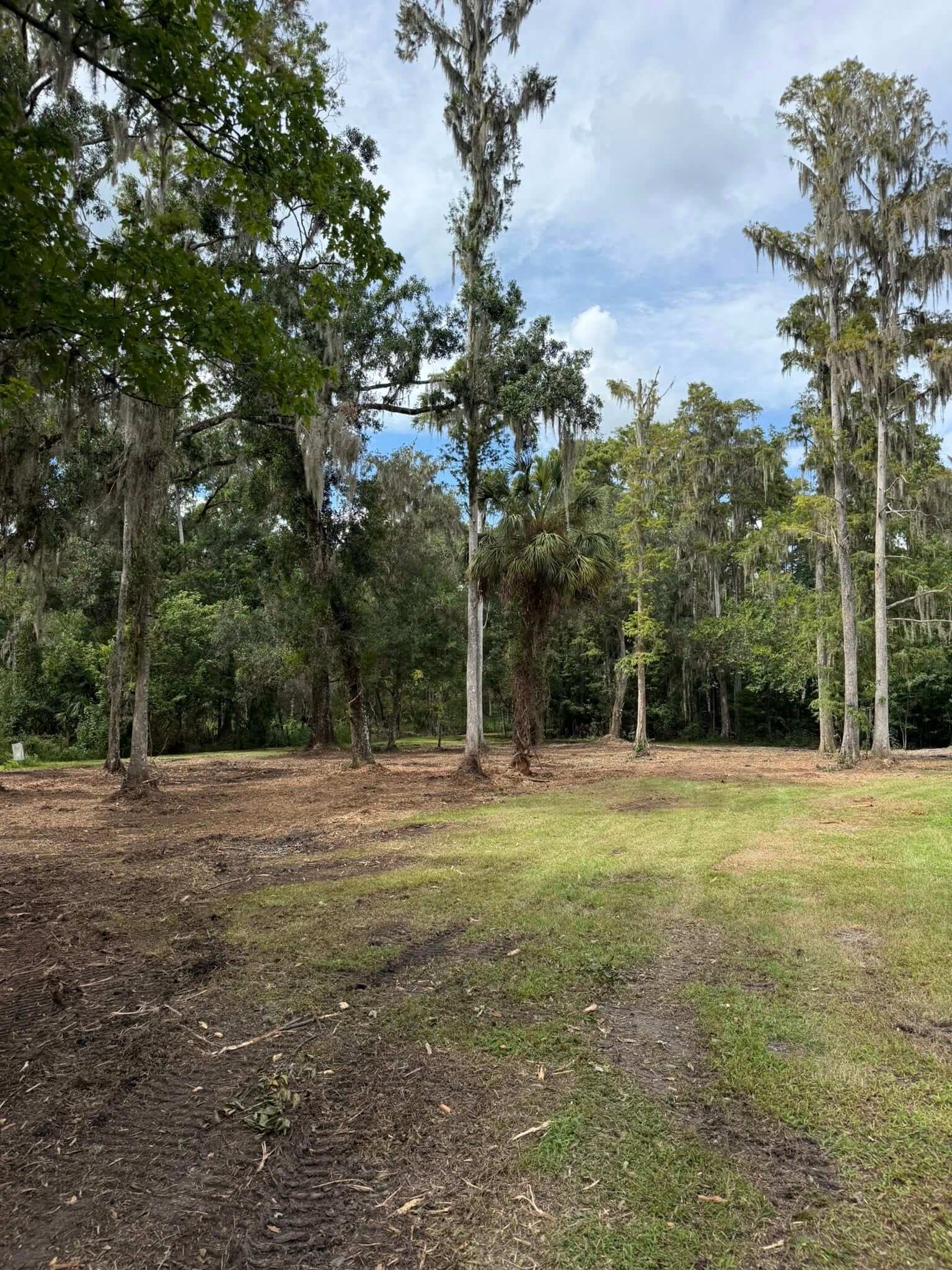 Selectively cleared land preserving mature oak trees