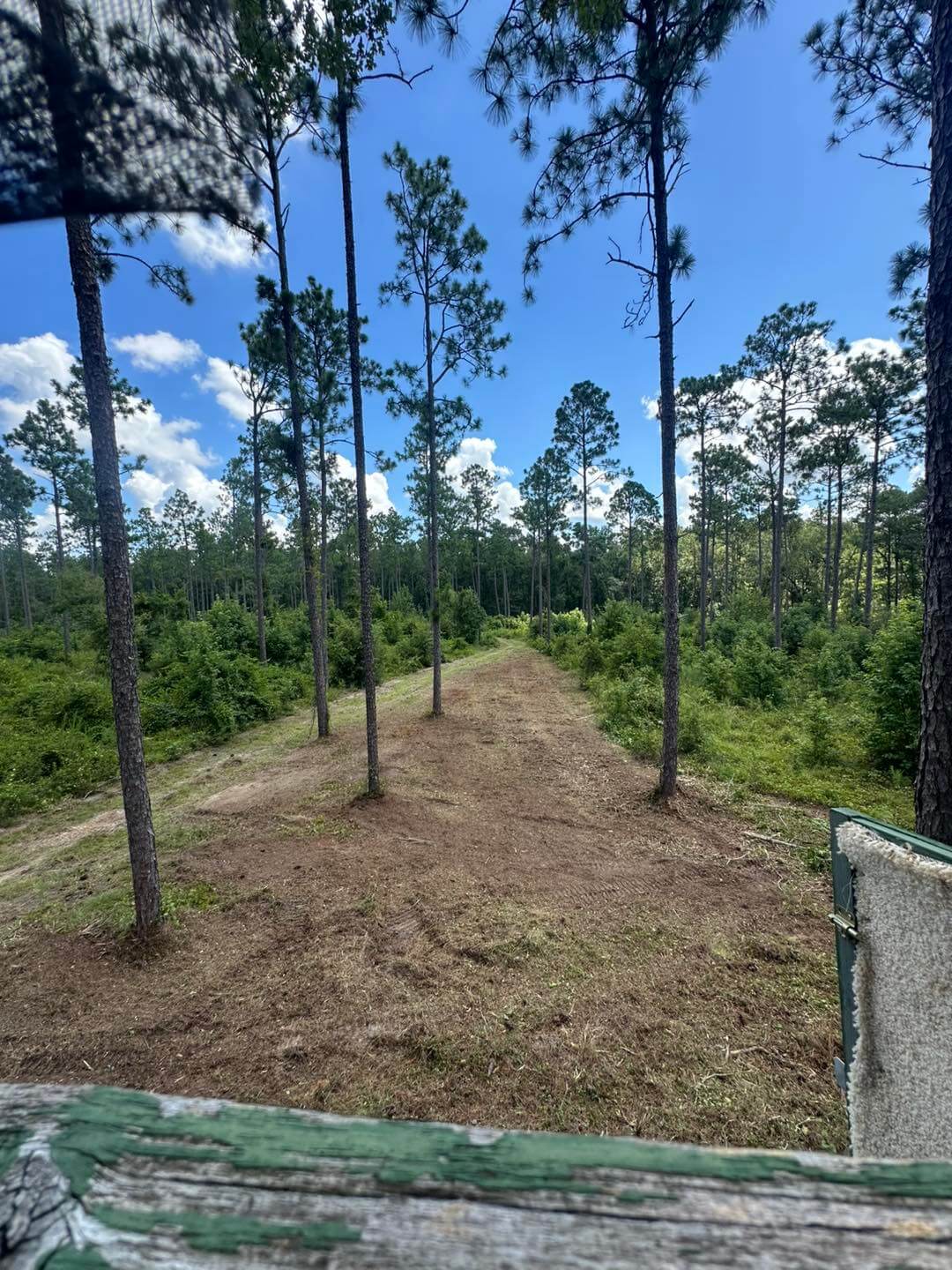 Forestry mulching path cleared through pine forest in Central Florida